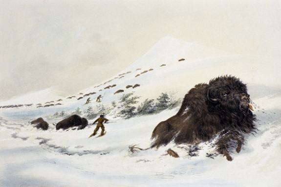 Lithograph by George Catlin titled Dying Buffalo in a Snowdrift (ca. 1844). People wearing snowshoes hunting buffalo in the snow.