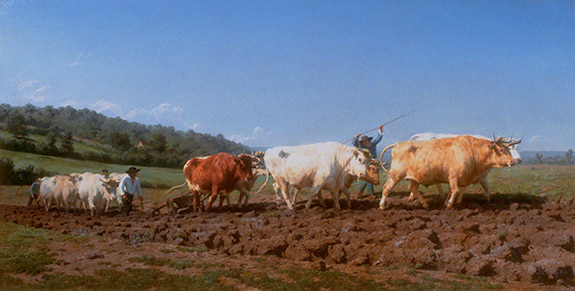 Oil painting by Rosa Bonheur titled Ploughing in the Nivernais Region (1849). Charolais oxen and farmers plaughing a field with a clear blue sky and trees in the background.