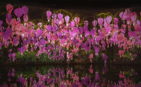 Installation by teamLab titled February from Proliferating Immense Life - A Whole Year per Year (2020). Pink and purple bleeding heart flowers on a wall and floor.